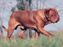 dogues de bordeaux chien de race